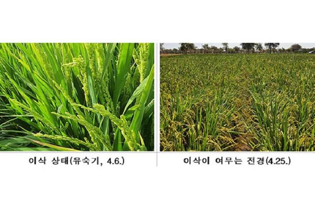 Hàn Quốc: Chuẩn bị thu hoạch giống lúa trồng thành công trên sa mạc